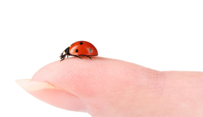 ladybird on finger isolated on white © Africa Studio