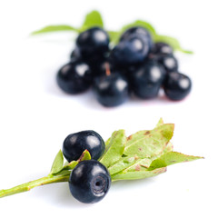Bilberries