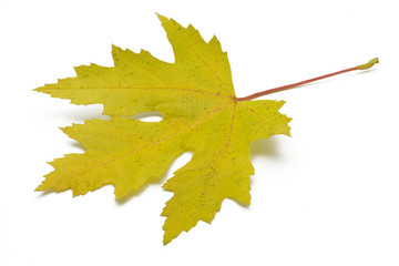 Ahornblatt mit Herbstfärbung