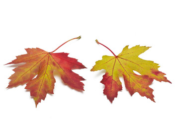 Ahornblätter mit Herbstfärbung