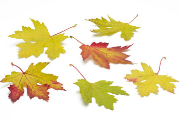 Ahornblätter mit Herbstfärbung