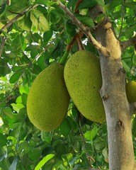 fresh Jackfruit