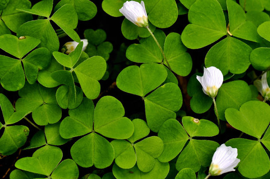 Biotop bilder – Bläddra bland 36,658 stockfoton, vektorer och videor ...