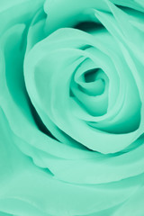 green rose close up