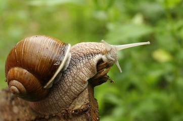 Snail on a branch in nature