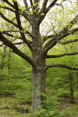 Tree branches detail in nature