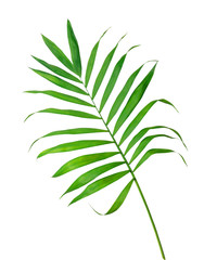 Fototapeta na wymiar Green leaf of fern isolated on white