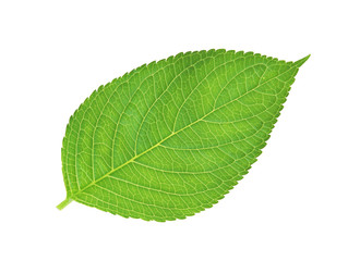 green leaf , macro, isolated on white