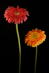 Red and Orange gerbera flowers