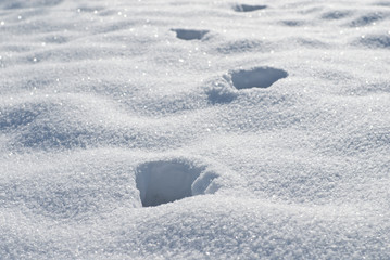 animal tracks in snow