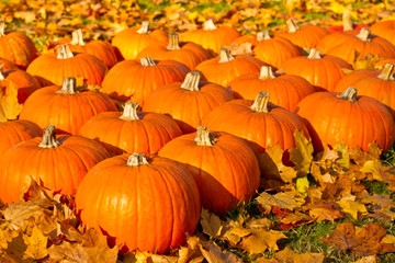 Kürbisse (Cucurbita)