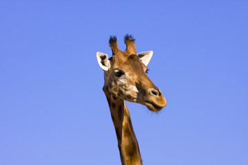 Giraffe (Giraffa camelopardalis)