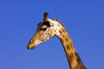 Giraffe (Giraffa camelopardalis)