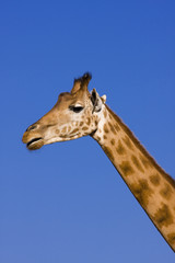 Giraffe (Giraffa camelopardalis)