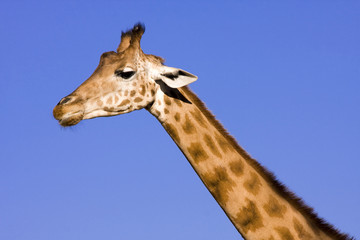 Giraffe (Giraffa camelopardalis)