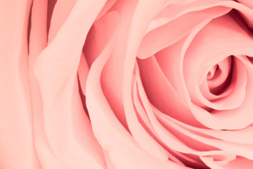 pink rose close up