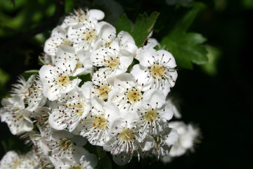 hawthorn bush