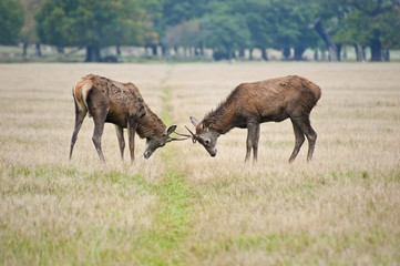 Naklejka na ściany i meble Pair of young red deer stags jousting in Autumn Fall