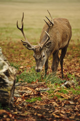 Frontal portrait of adult red deer stag in Autumn Fall