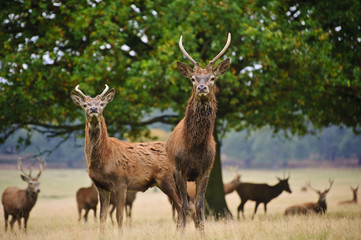Naklejka na ściany i meble Herd of red deer stags and does in Autumn Fall meadow