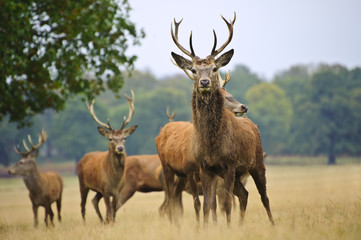 Herd of red deer stags and does in Autumn Fall meadow