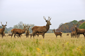 Herd of red deer stags and does in Autumn Fall meadow