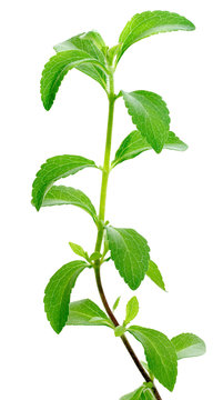 Stevia plant