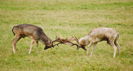 Fallow deer stags antler jousting in Autumn Fall