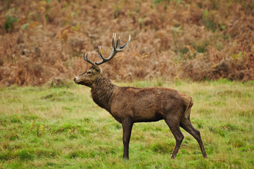 Portrait of majestic red deer stag in Autumn Fall