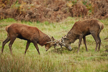 Red deer stags jousting with antlers in Autumn Fall forest meado