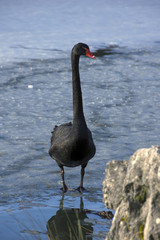 Obraz premium Black swan on frozen lake
