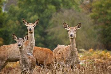 Fototapeta premium Beautiful image of red deer female does in Autumn Fall forest