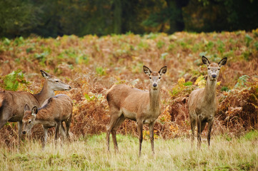 Obraz na płótnie Canvas Beautiful image of red deer female does in Autumn Fall forest