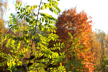 Naklejka premium Landschaft 194