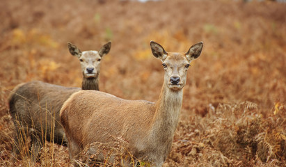 Beautiful image of red deer female does in Autumn Fall forest