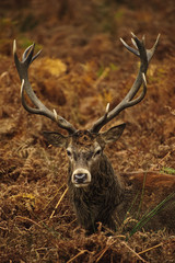 Portrait of majestic red deer stag in Autumn Fall