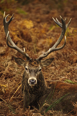 Portrait of majestic red deer stag in Autumn Fall