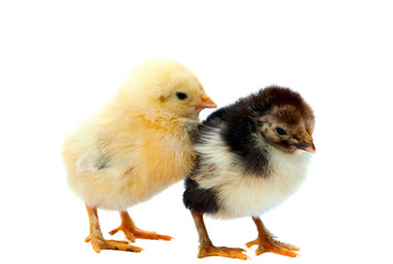 two chicken