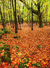 Stunning bright Autumn Fall forest landscape vibrant colors