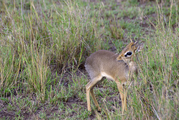 Wild Kirk’s dik dik
