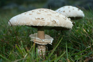 Macrolepiota Procera - Parasol Mushroom