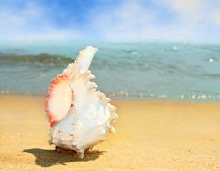 Obraz na płótnie Canvas sea shell on the beach