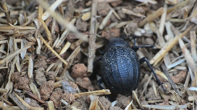 A Namib Desert beetle looking for food