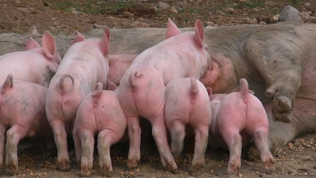 Glückliche Ferkel werden gesäugt