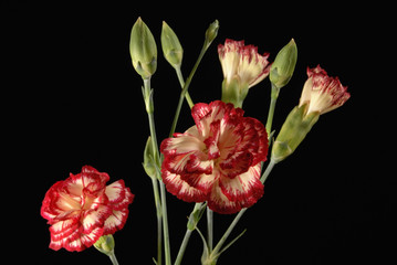 Carnation flower bouquet close up