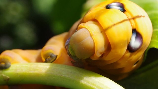 Yellow Caterpilla