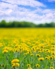 Obraz premium Summer meadow