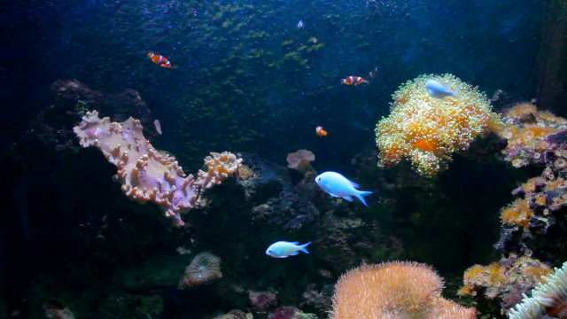 Sea life with fish nad clownfish
