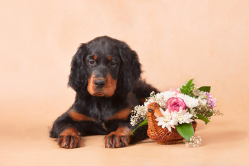 setter's puppy with flowers