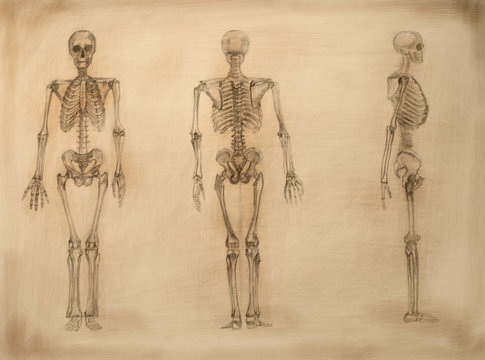 academic drawing skeletons